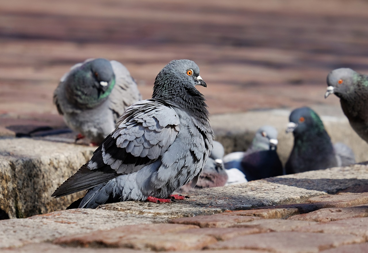 pigeons-3268990_1280