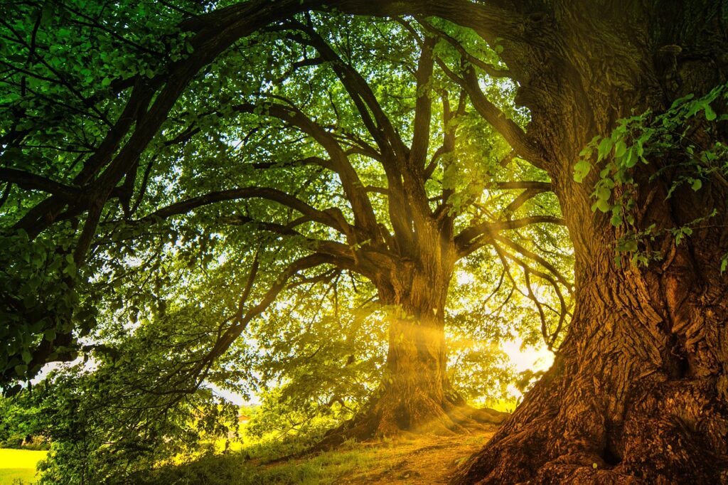 trees-8563877_1280