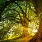 Maria CBD Oil: una nuova idea di benessere naturale e consapevole